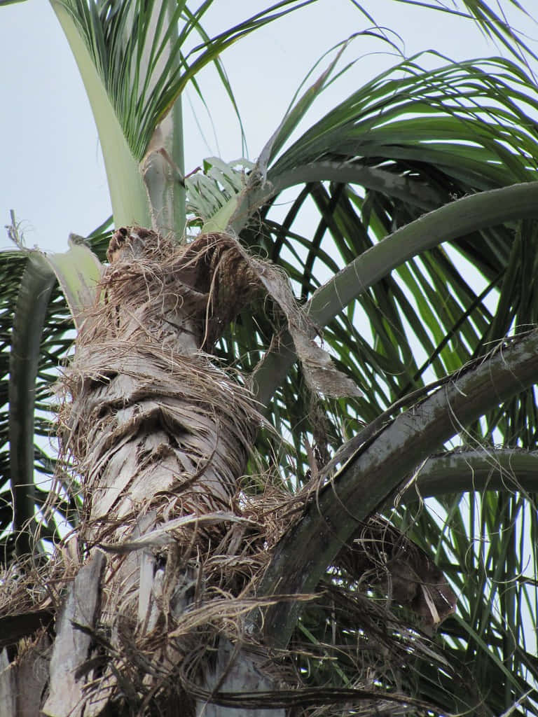 Sjukbild På Palmträd Med Torra Löv.