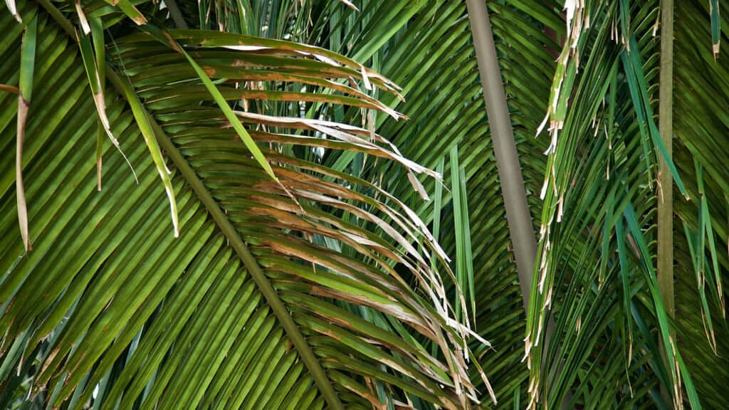 Krankesbild Von Palmenblättern