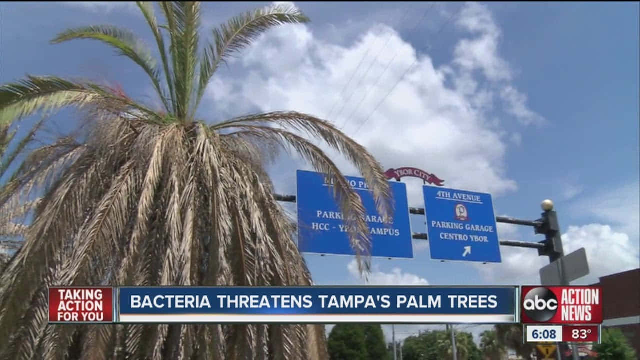 Syg Palm Tree Nyheder Billede