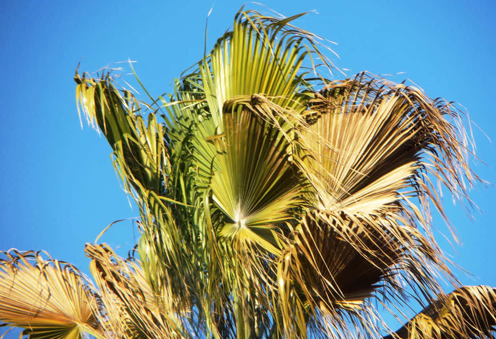 Sick Palm Tree Leaves Picture