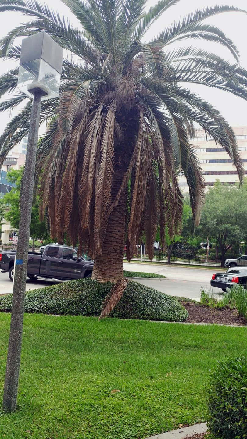 Sick Palm Tree Garden Picture