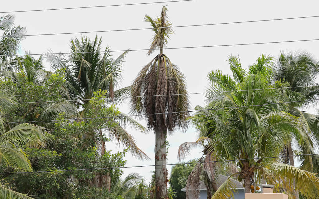Sick Palm Tree Wires Picture