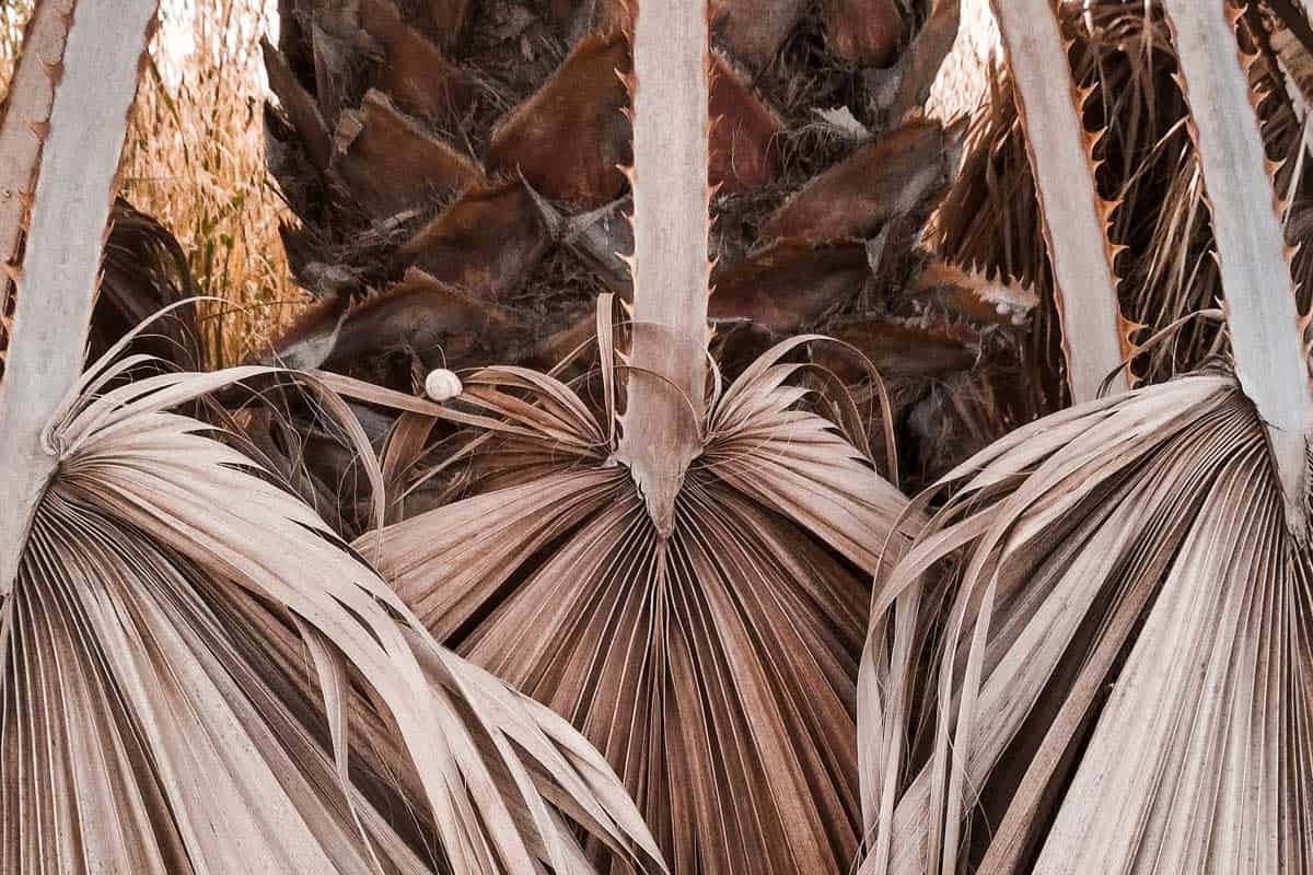 Brown Sick Palm Tree Leaves Picture