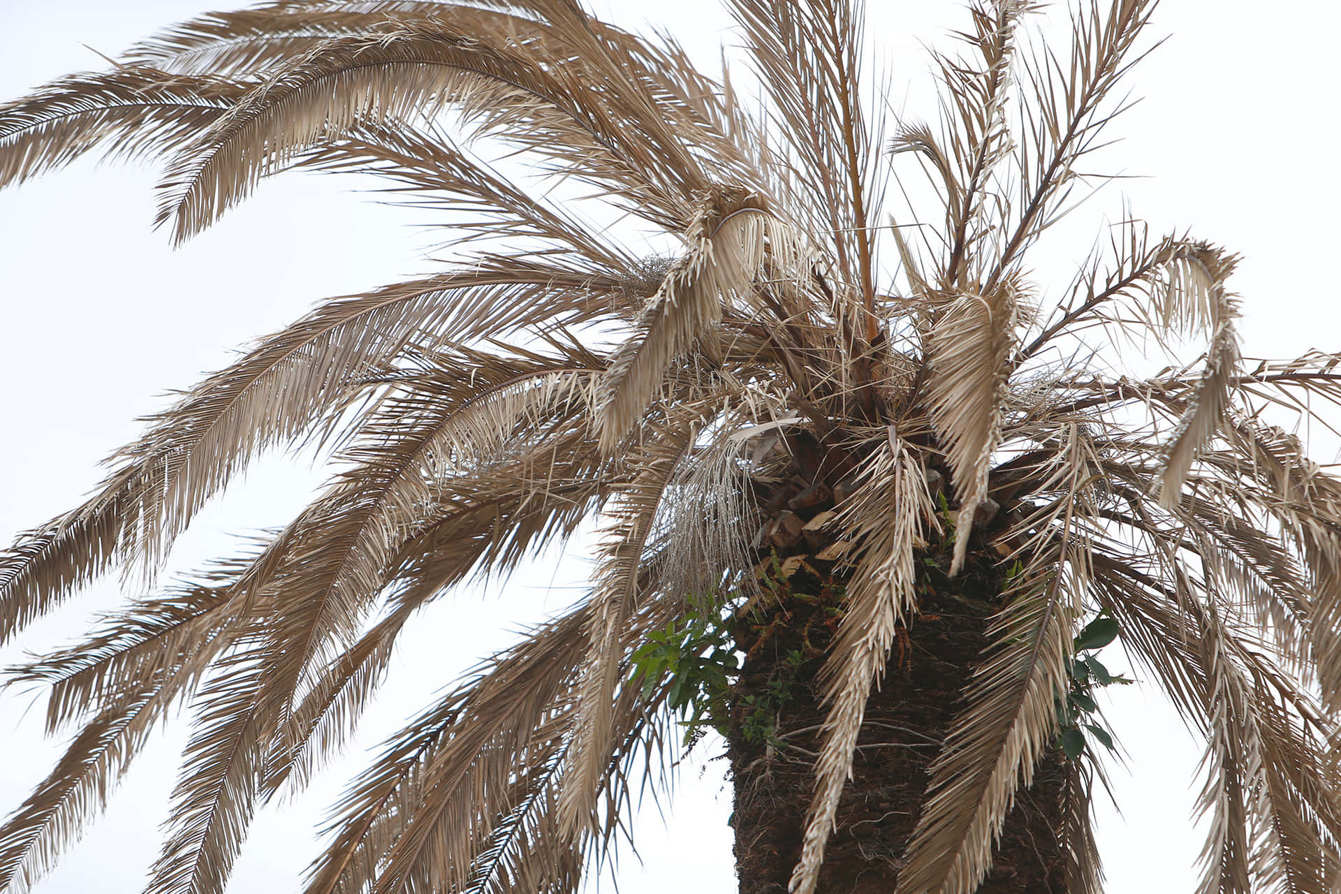 Krankessterbendes Palmenbaum-bild