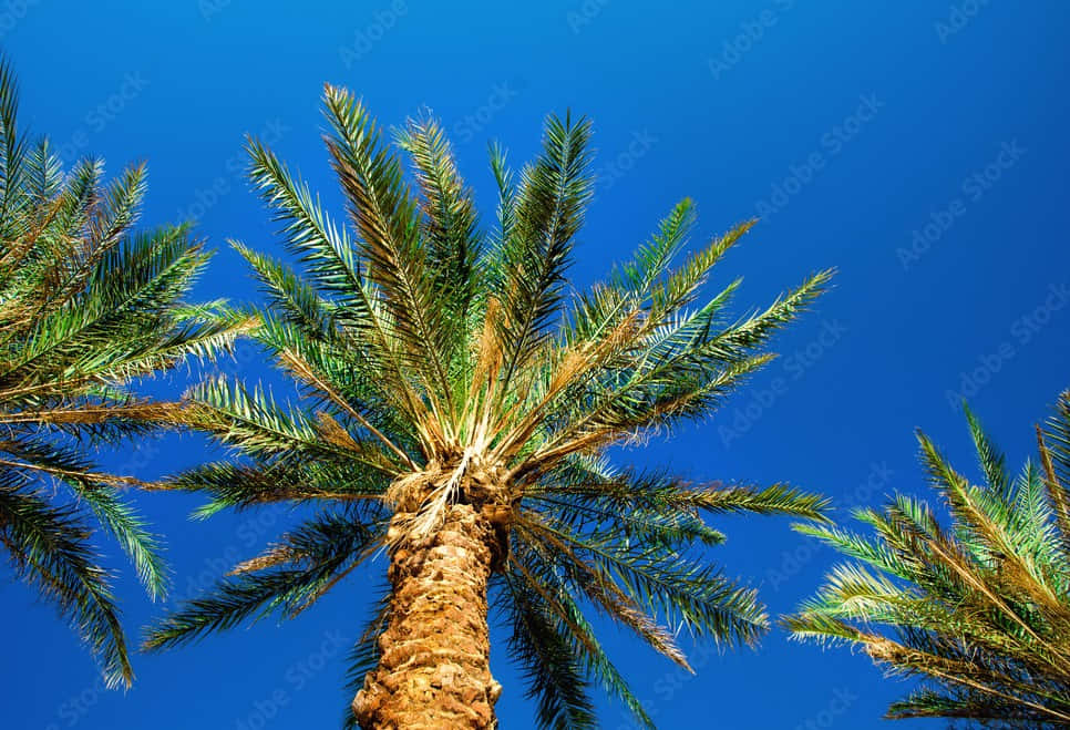 Palm Trees Against A Blue Sky