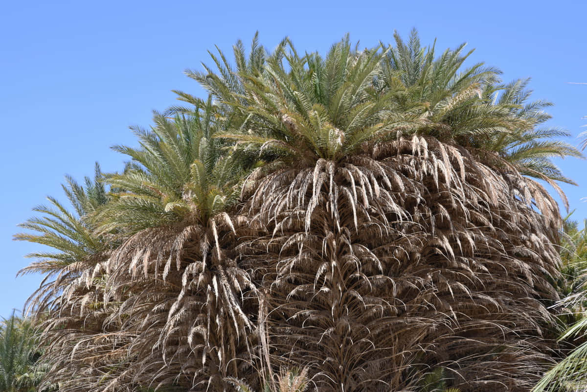A Unwell Palm Tree Exhibiting Signs of Disease