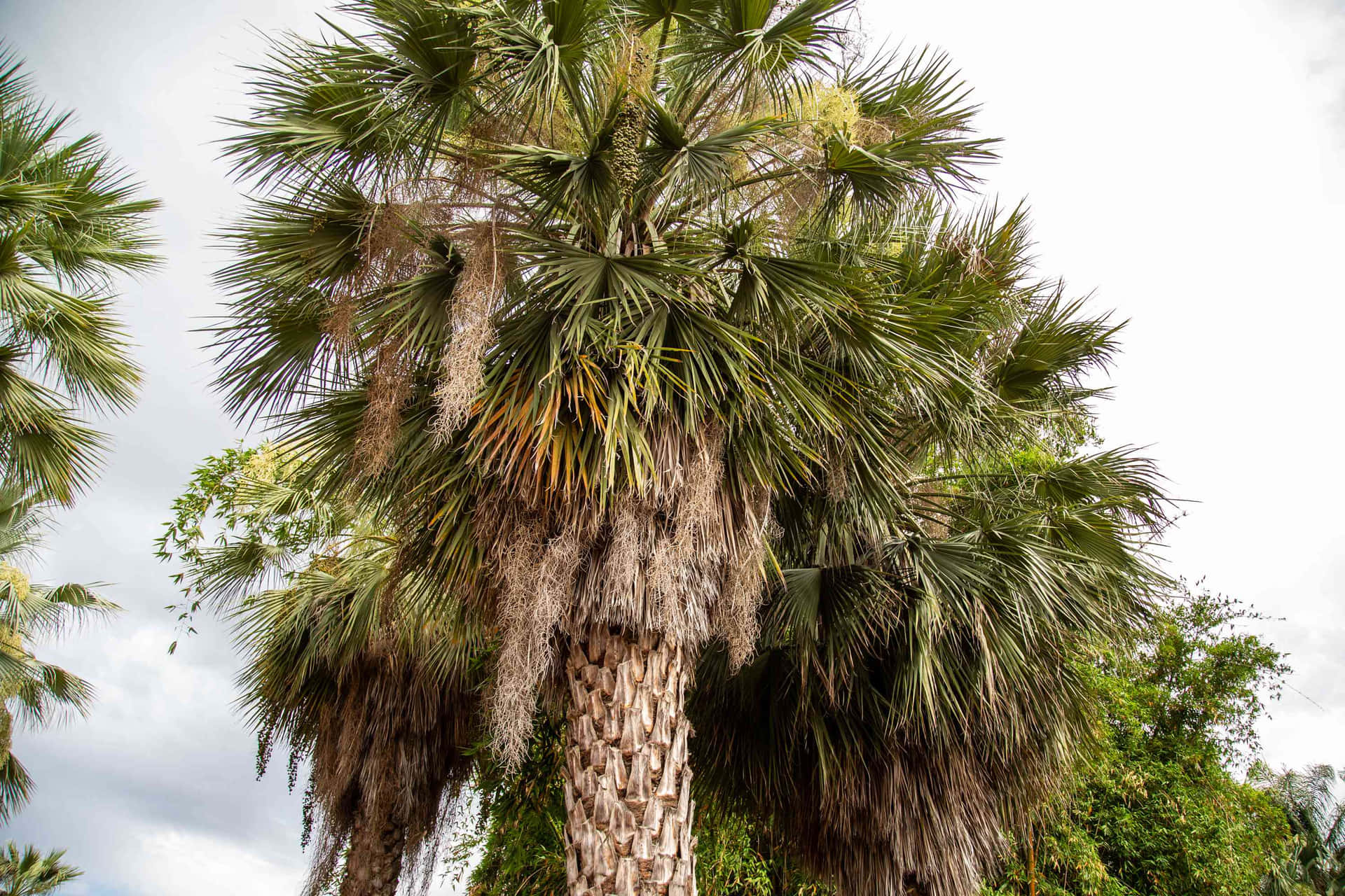 Old Sick Palm Tree Picture