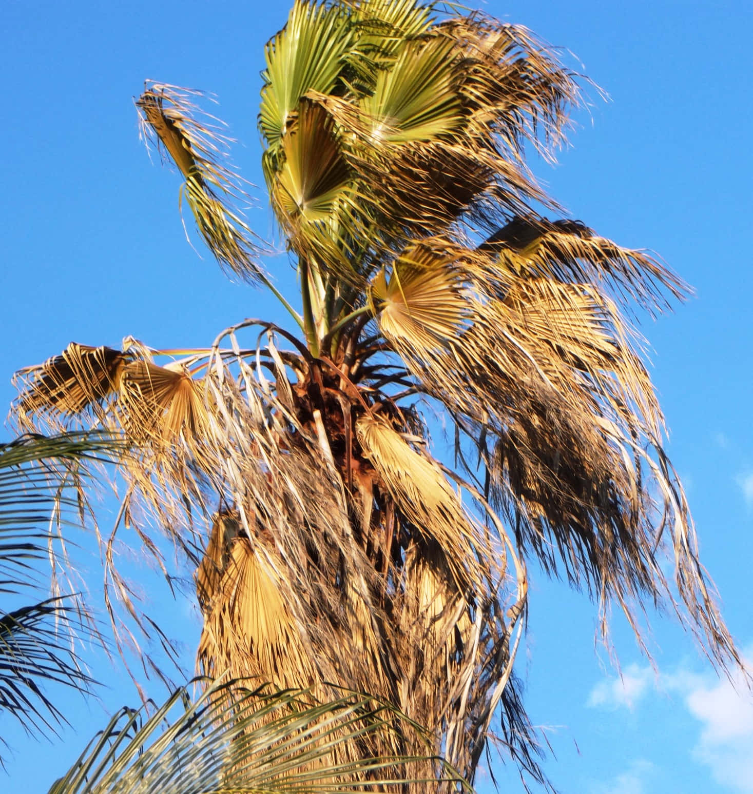 Sick Palm Tree Dry Leaves Picture