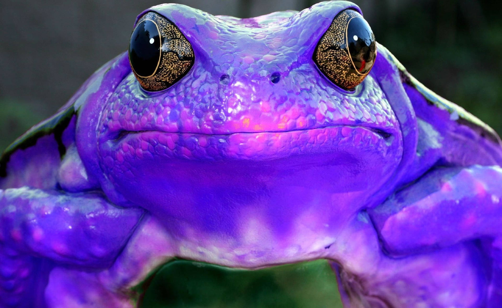 Sick Purple Frog Wallpaper