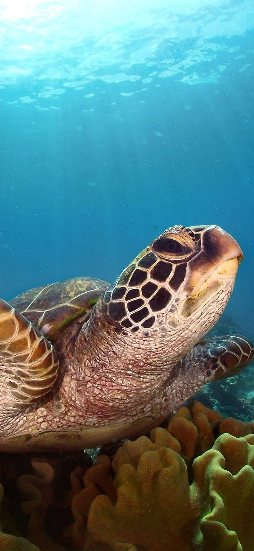 Seitwärtsblickende Meeresschildkröte Für Das Iphone Wallpaper