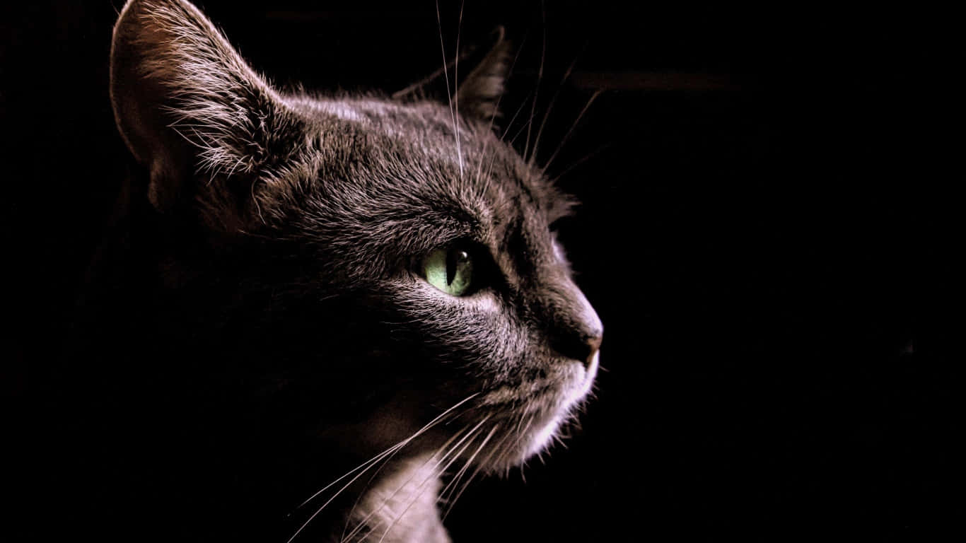 Side Profile Domesticated Black Cat Background