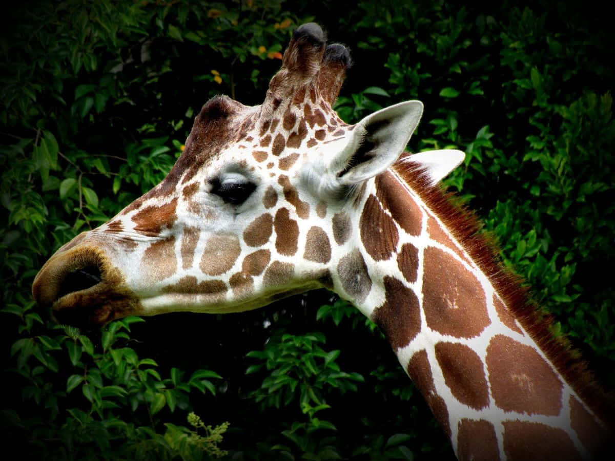 Profilsiden eksotisk dyre giraf Wallpaper