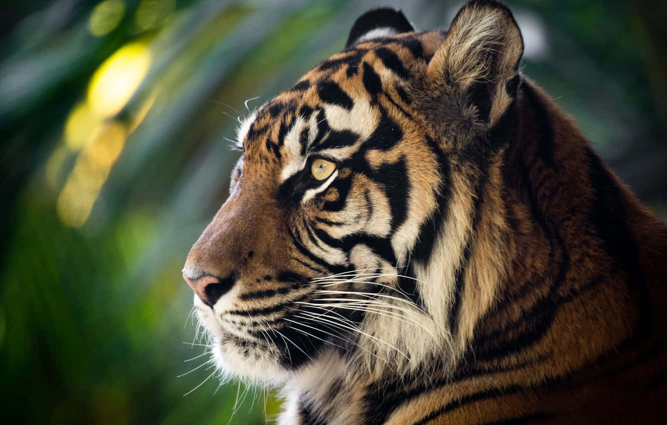 Side Profile Fierce Tiger Background