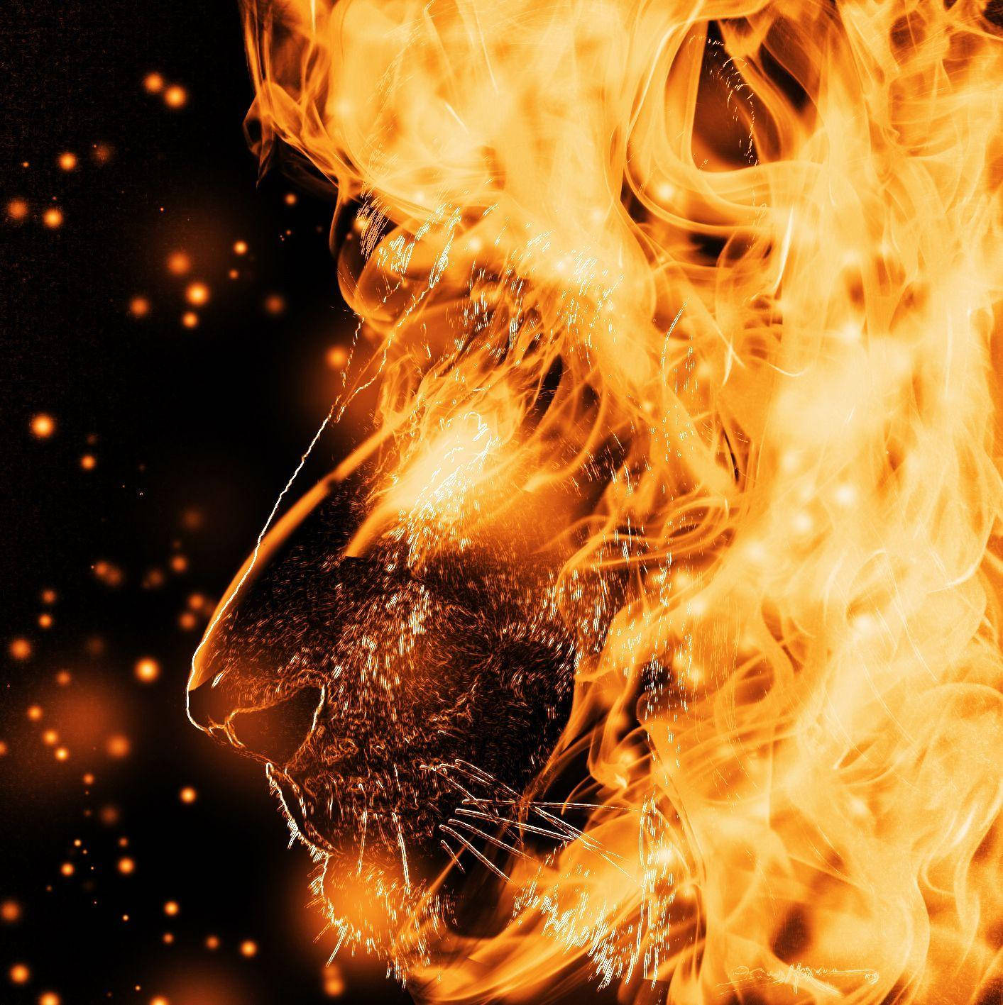 Side Profil Fire Lion Mørk Kulisse Wallpaper