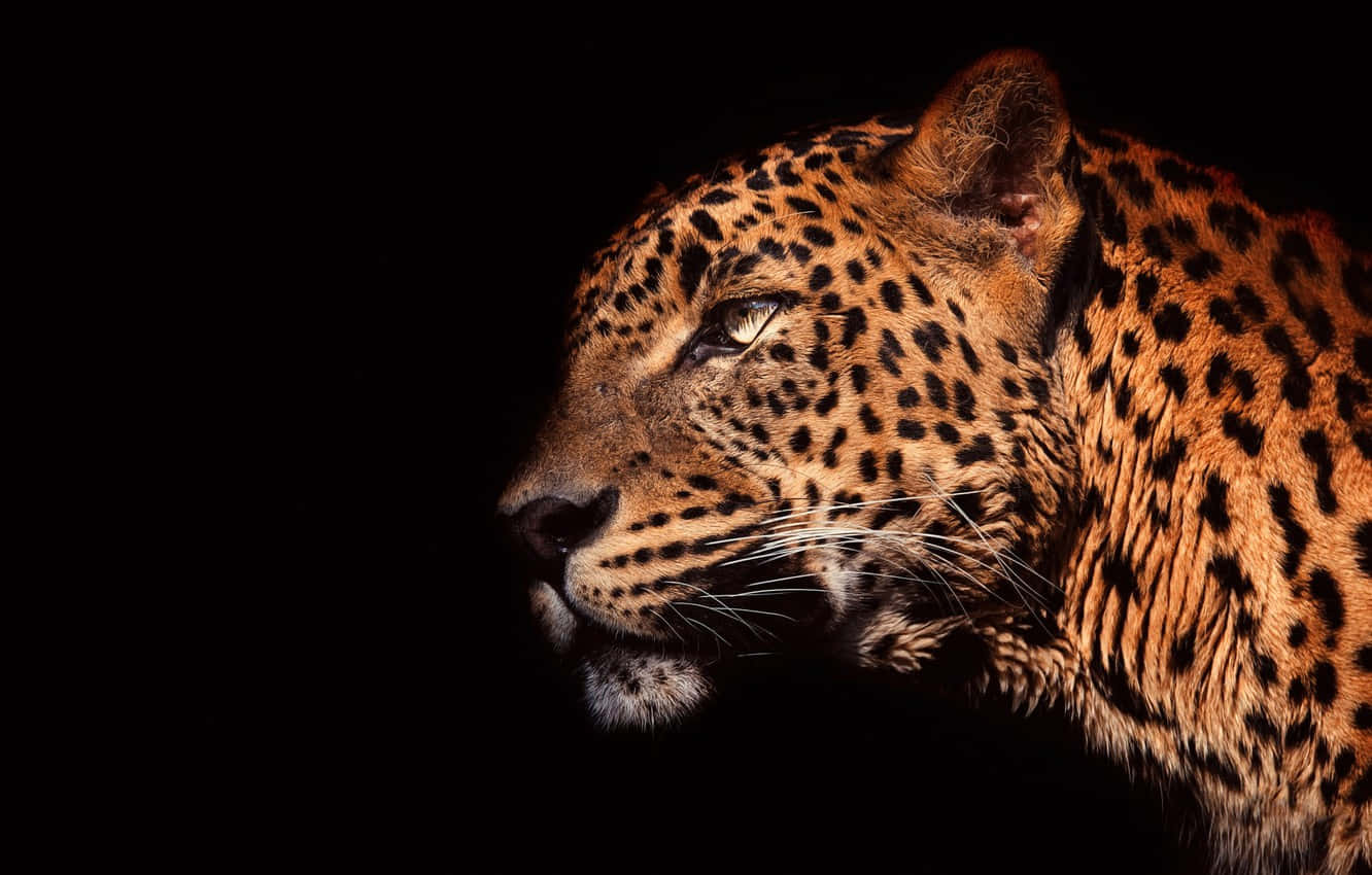 Seitenprofildes Majestätischen Leoparden Wallpaper