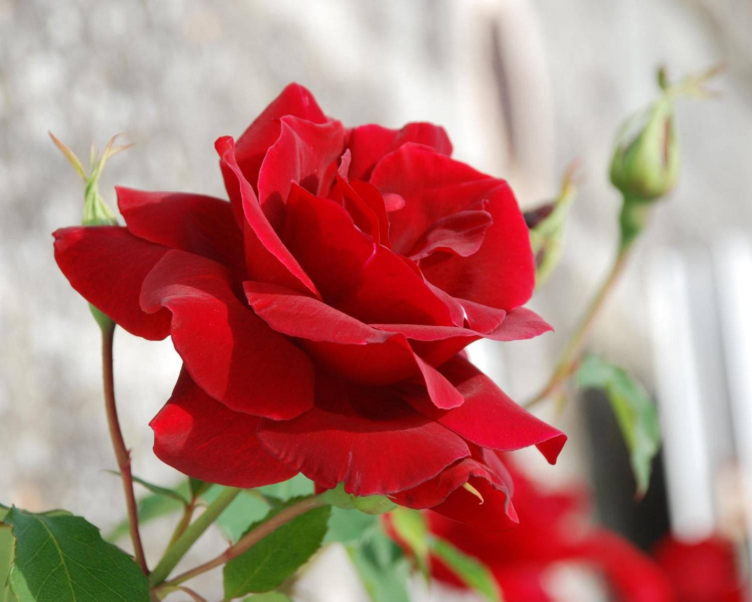 Download Side Profile Of A Red Rose Wallpaper 