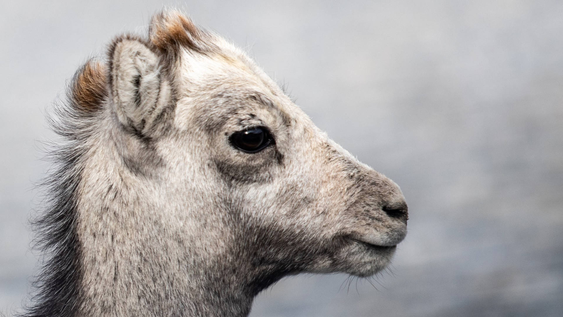 Side Profile Of Grey Baby Goat Wallpaper