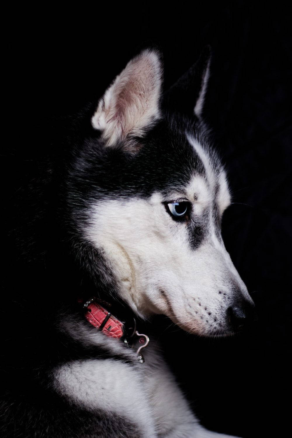 Side Profile Of Husky Black And White Dog Wallpaper
