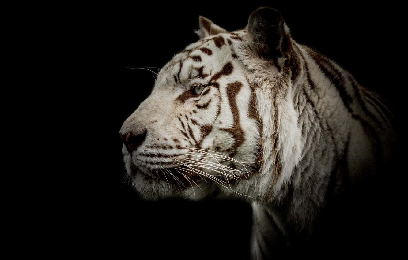 Side Profile White Tiger Wallpaper