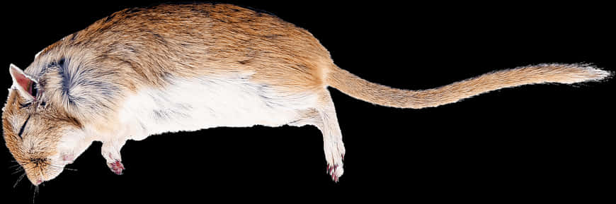 Side View Brown White Rat Black Background PNG