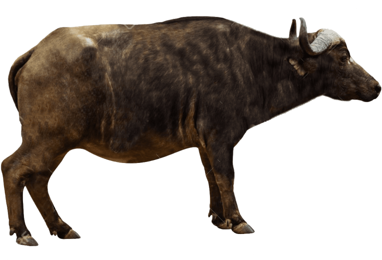 Side View Cape Buffalo Isolated PNG
