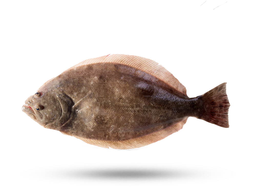 Side View Flounder Fish PNG