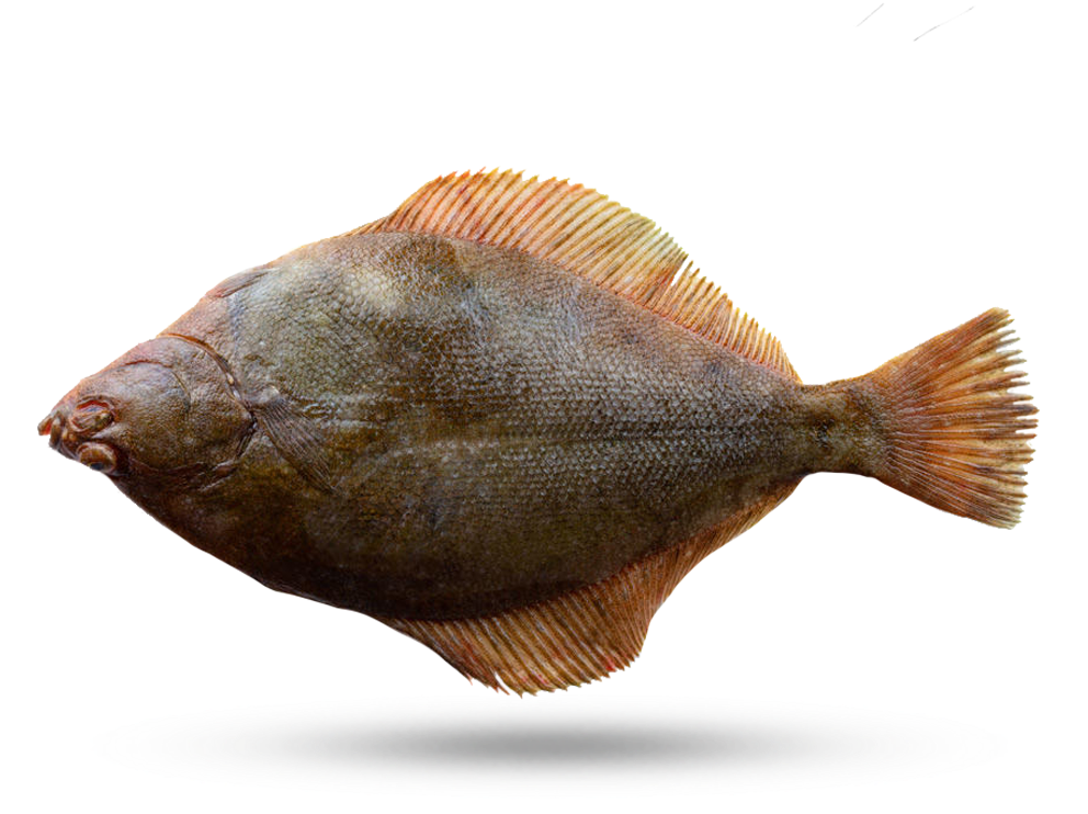 Side View Flounder Fish PNG