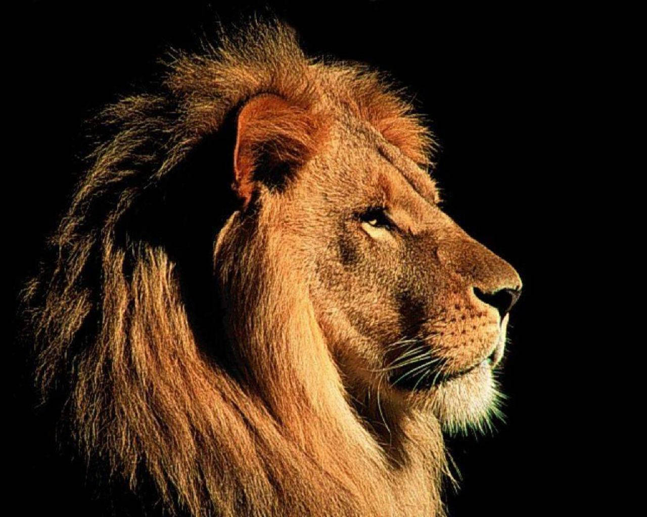 Side View Image Of 3d Lion Wallpaper