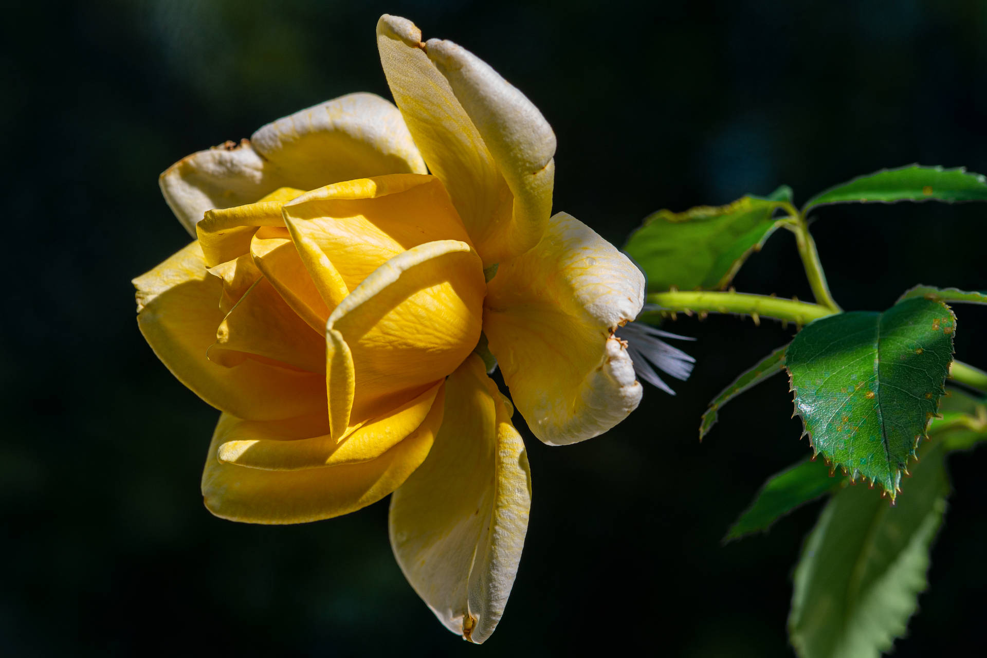 Vistalateral De Una Rosa Amarilla En Alta Definición. Fondo de pantalla