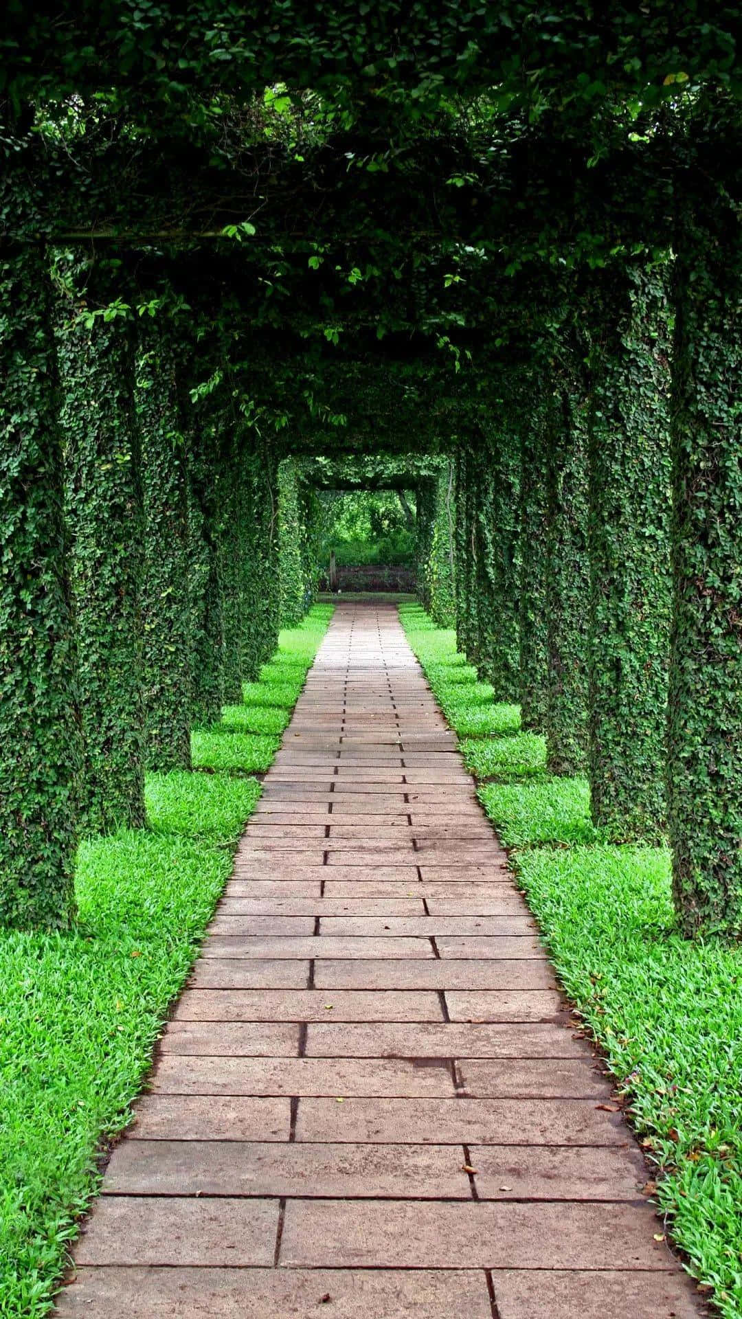 A Walkway Lined With Greenery And Trees