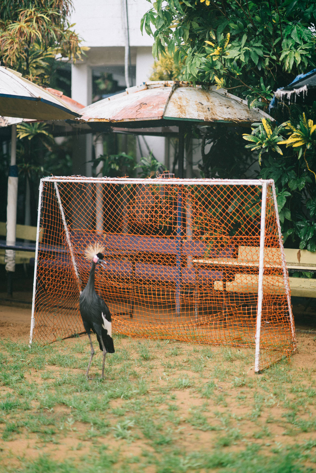 Sierra Leone Crane In Front Of Goal