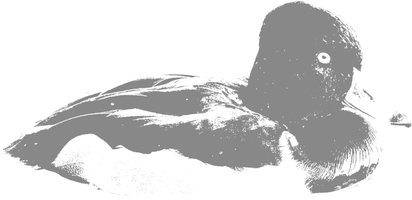 Silhouette Duckon Water.png PNG