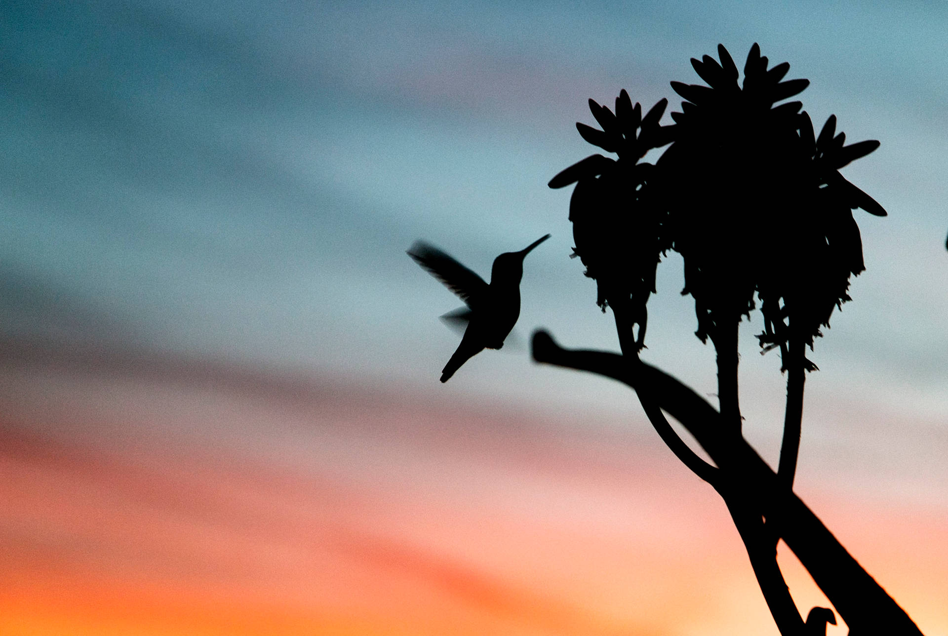 Silhouettefliegender Kolibri Wallpaper
