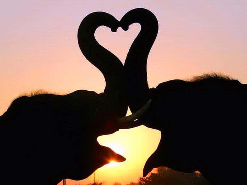 Silhouette Heart Elephantsat Sunset Wallpaper