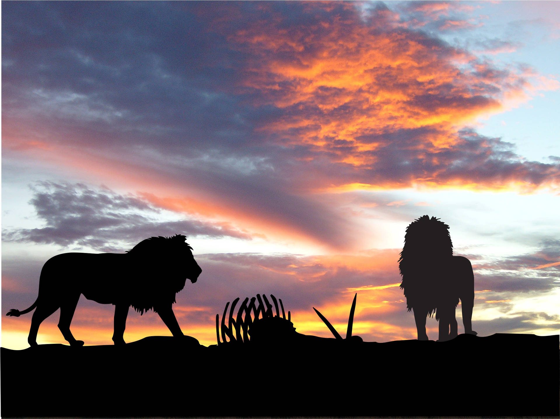Silhouette Lions In Africa