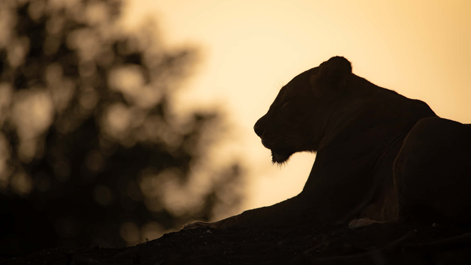 Silhouette Of A Lioness Wallpaper