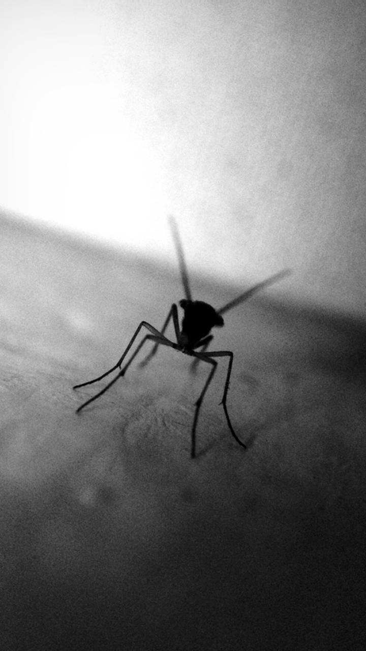 Silhouette Of A Mosquito Wallpaper