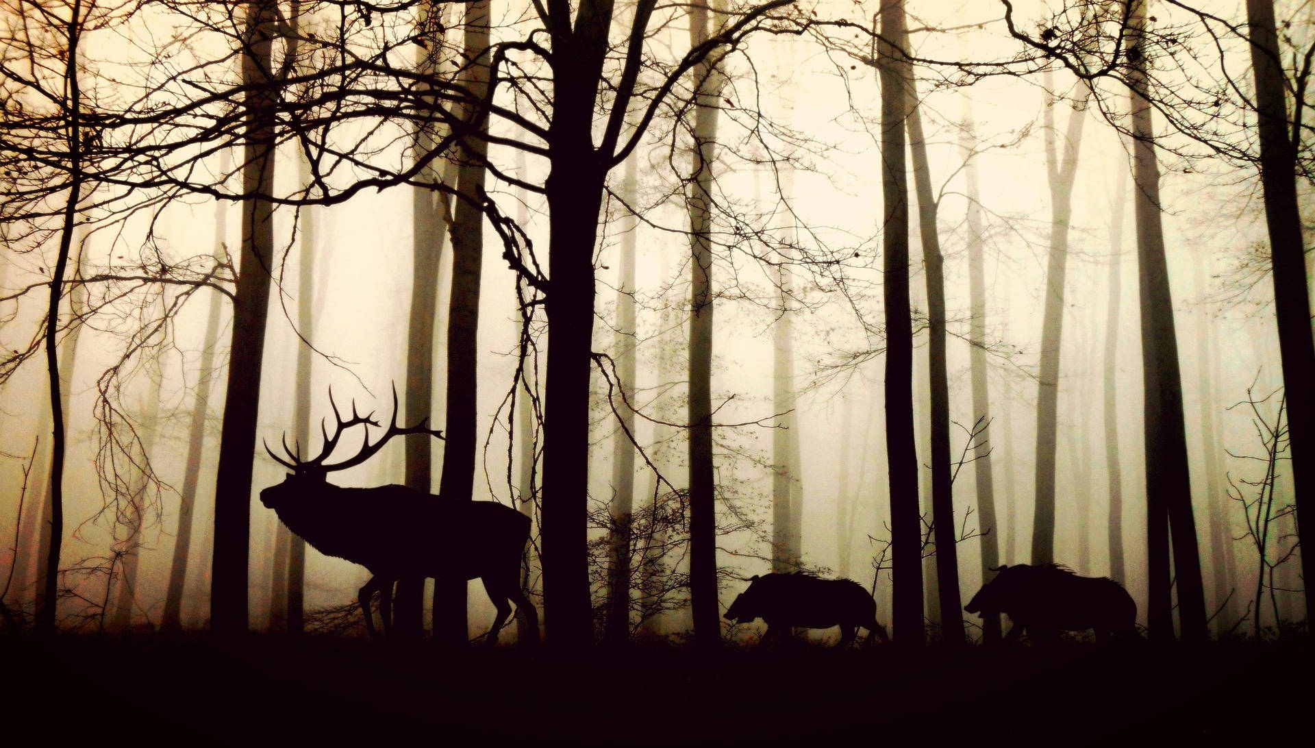 Silhouette Of Animals In The Woods Background