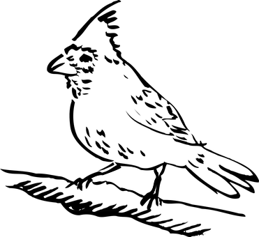 Silhouette_of_ Bird_in_ Darkness PNG