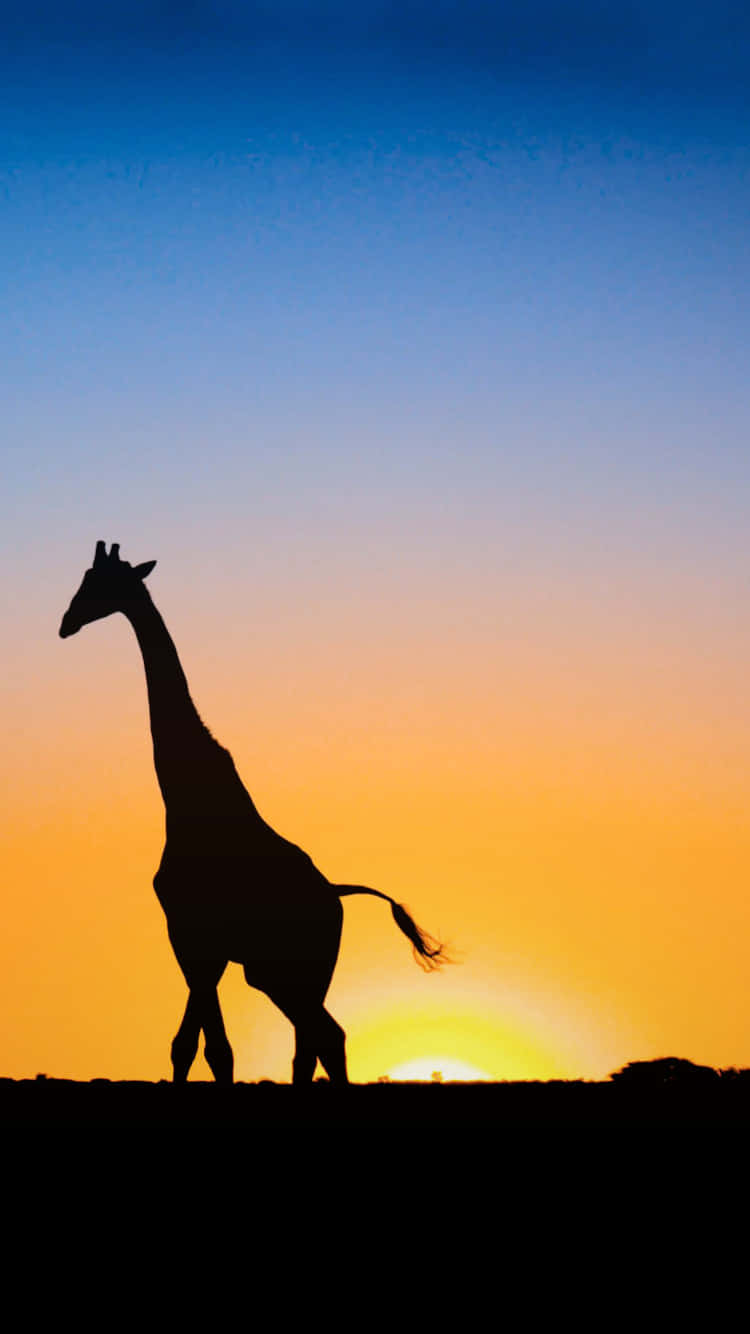 Silhouette Of Cute Giraffe Wallpaper