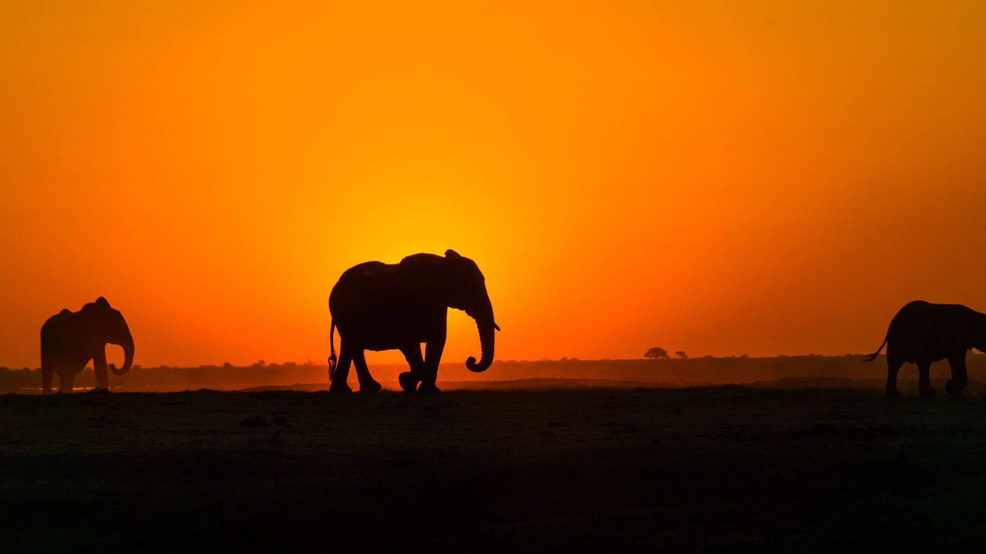 Silhouette Of Elephants Africa 4k Background