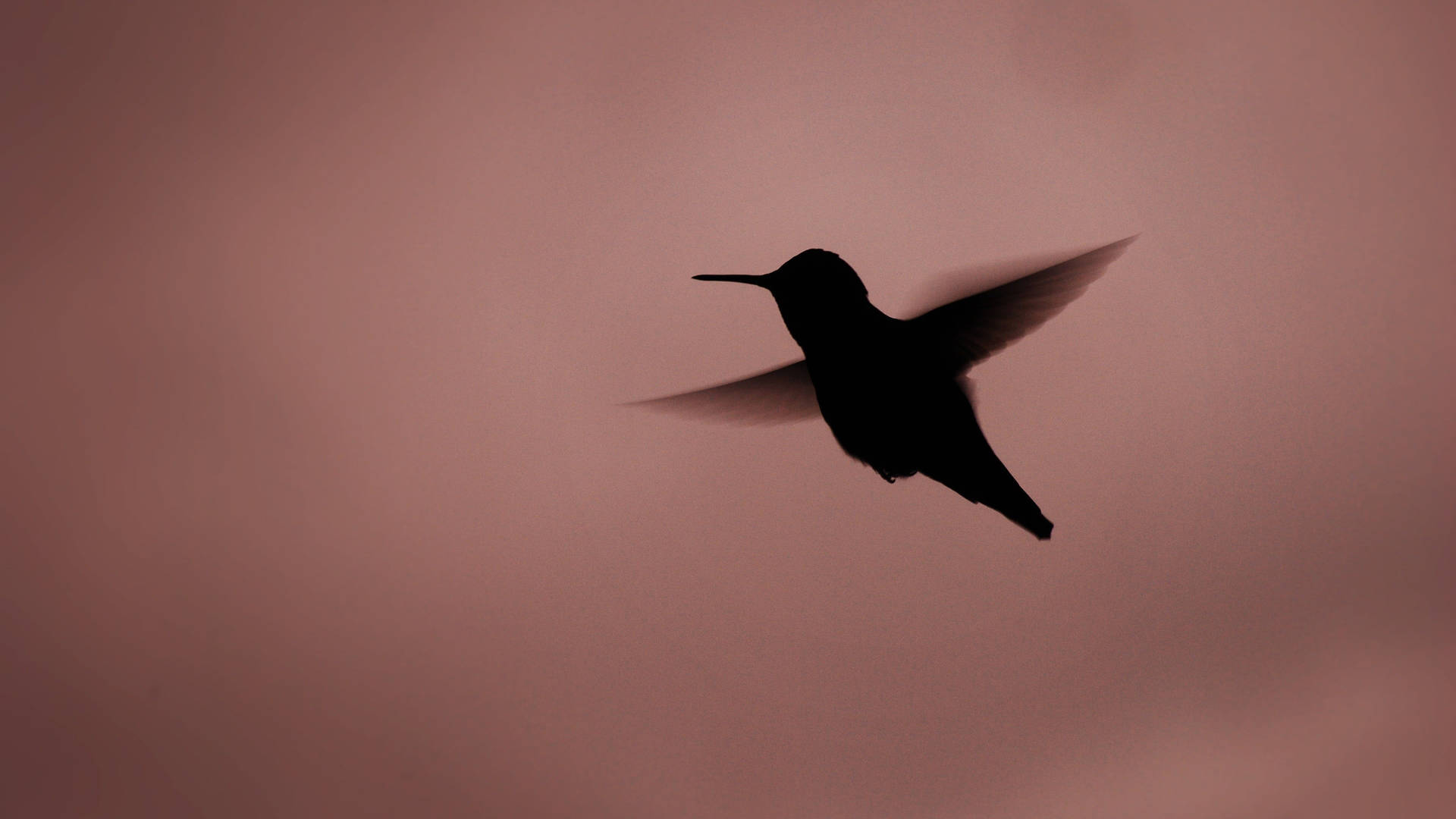 Silhouette Of Flying Hummingbird Wallpaper