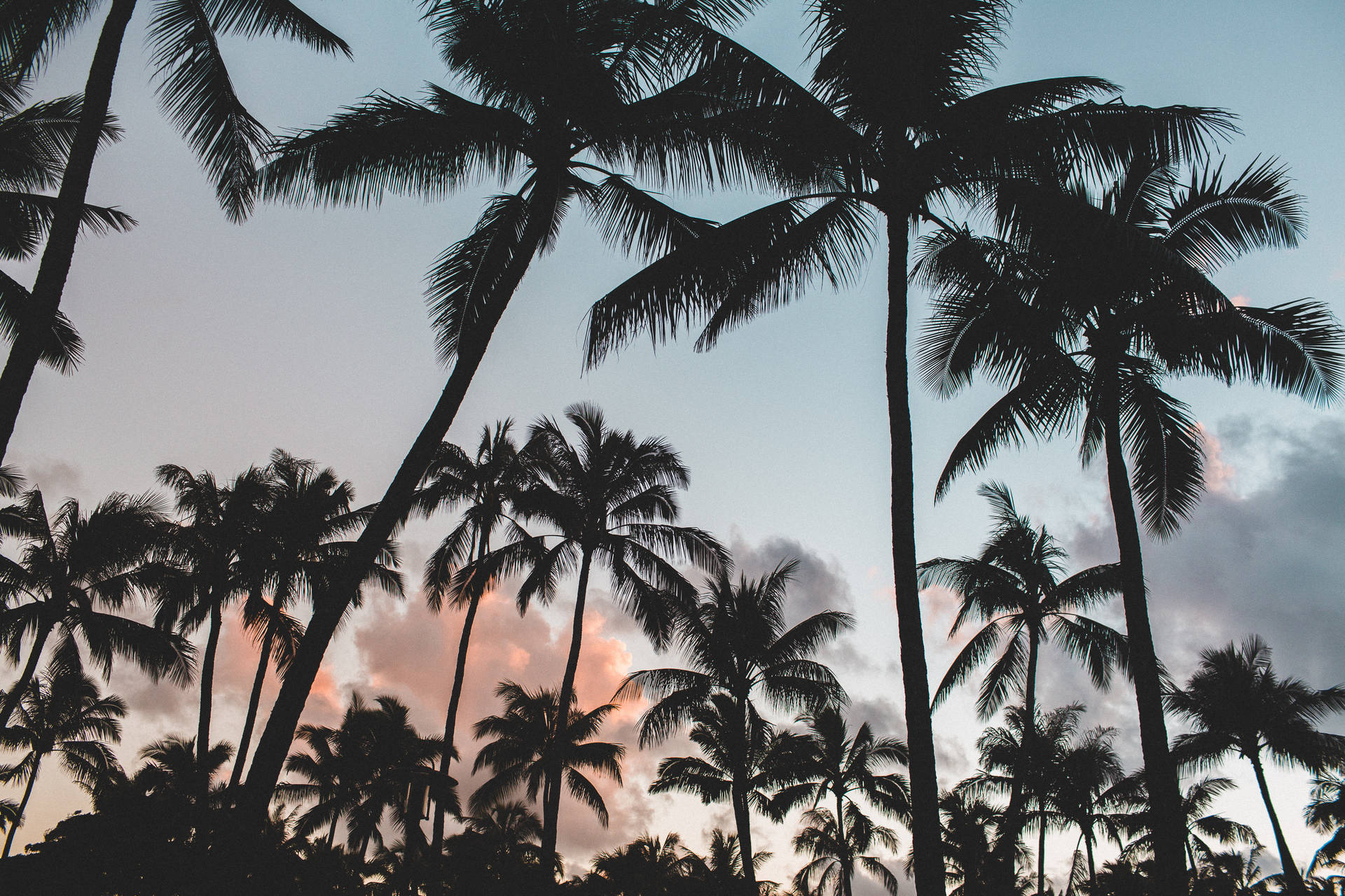 Silhouette Of Several Coconut Trees Wallpaper