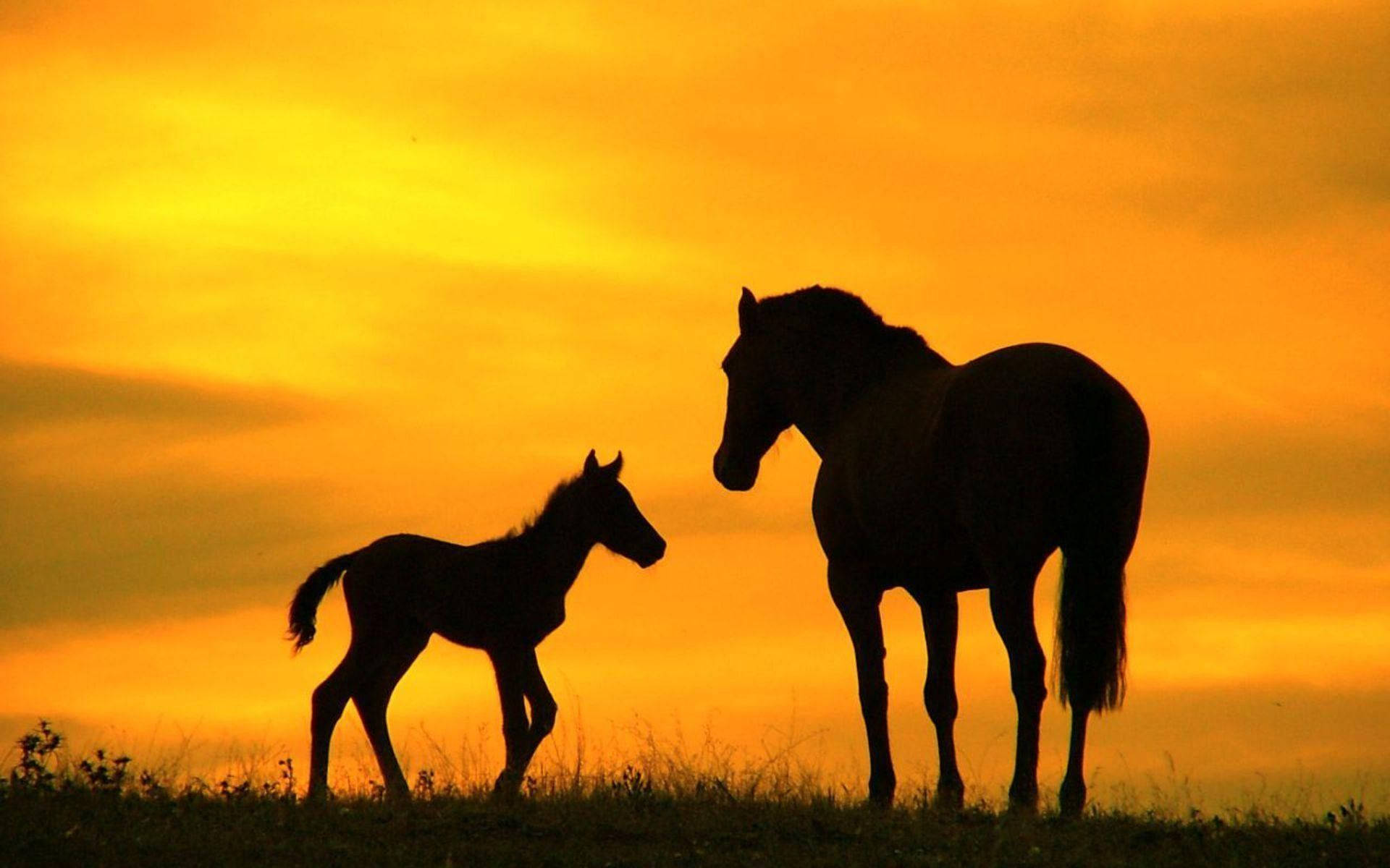 Silhouette Of Two Cute Horses