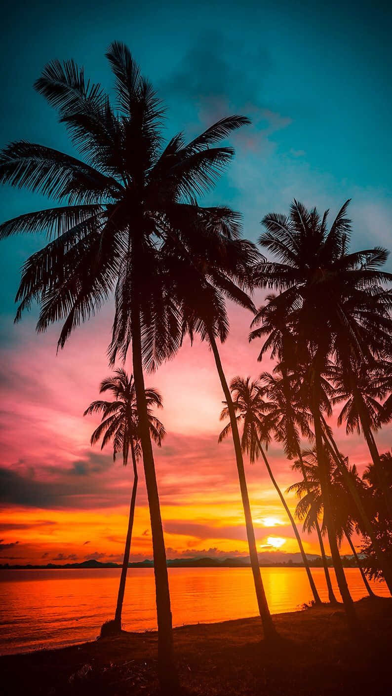 Silhouette Palm Trees Beach Sunset Wallpaper