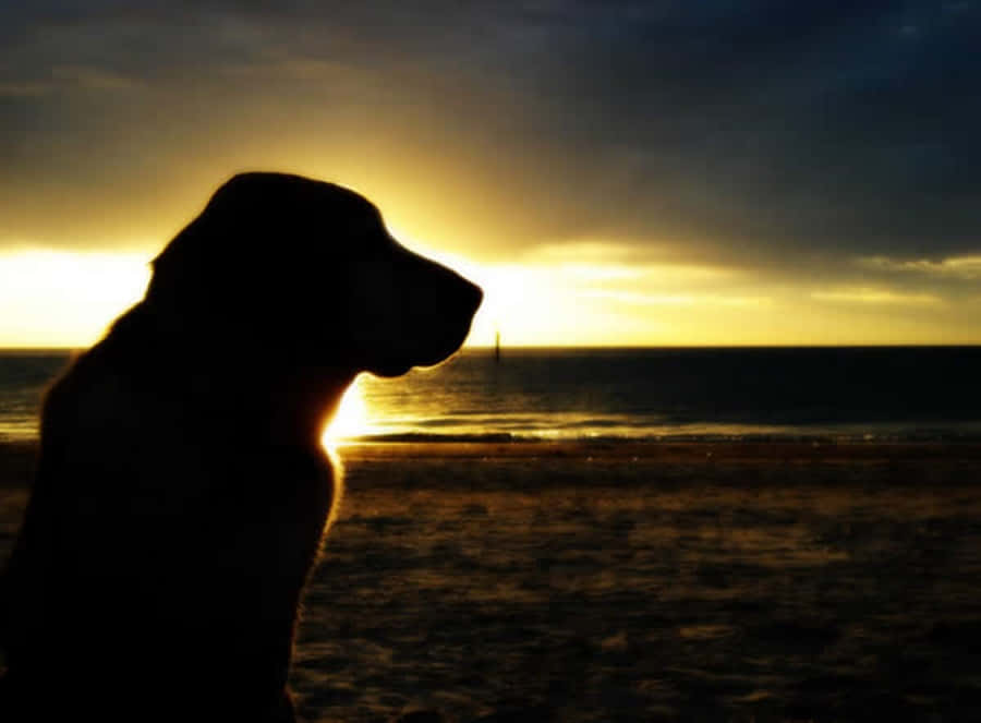 A lone figure stands alongside rustic, wooden fence in silhouette against a setting sun