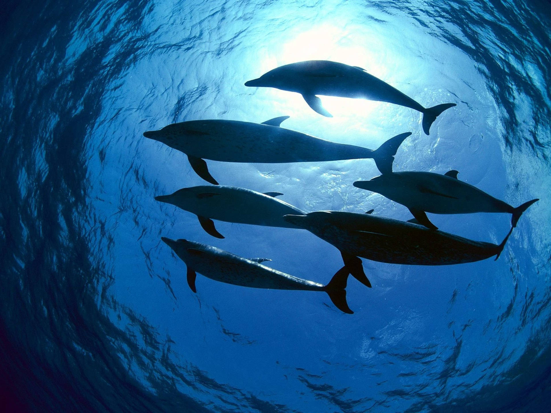 Silhouette Pod Of Dolphins Wallpaper