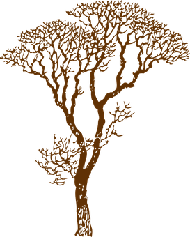 Silhouetted African Acacia Tree PNG