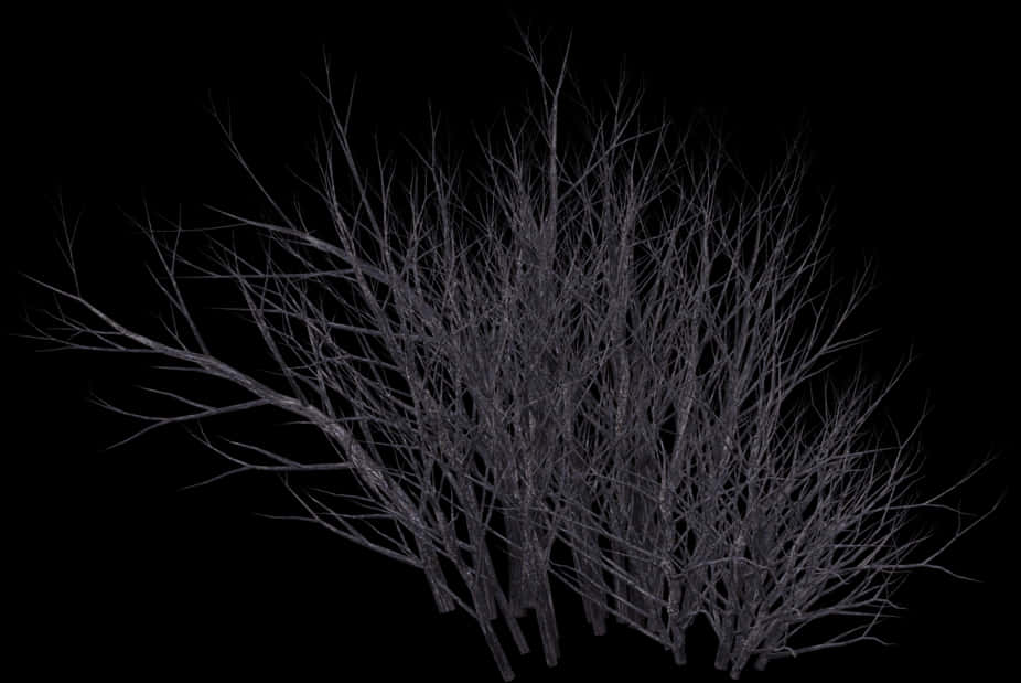 Silhouetted Bare Bush Against Dark Background PNG