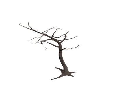 Silhouetted Bare Tree Against Dark Background.jpg PNG